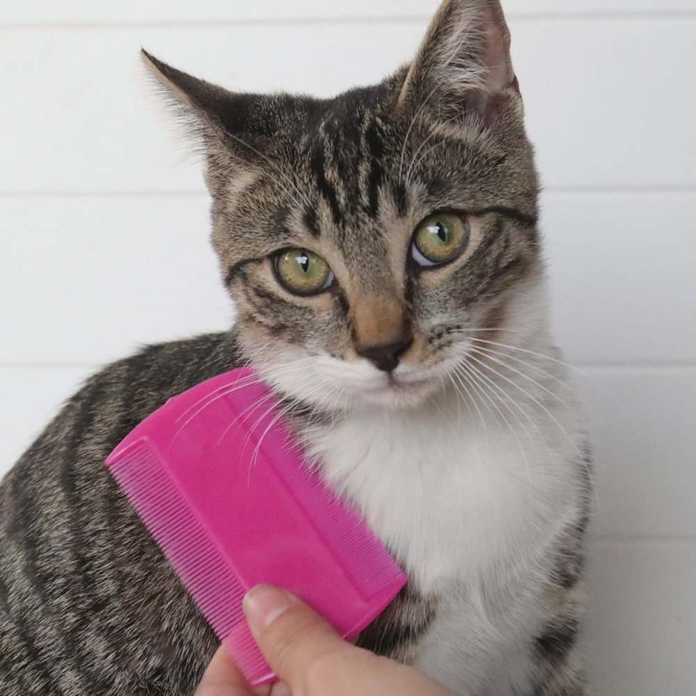 PET FLEA COMB Removes live fleas plus eggs!